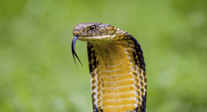 unintended-consequence-snake-danger